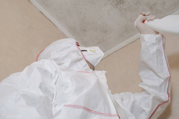 Best Post-Flood Mold Remediation in Inwood, NY