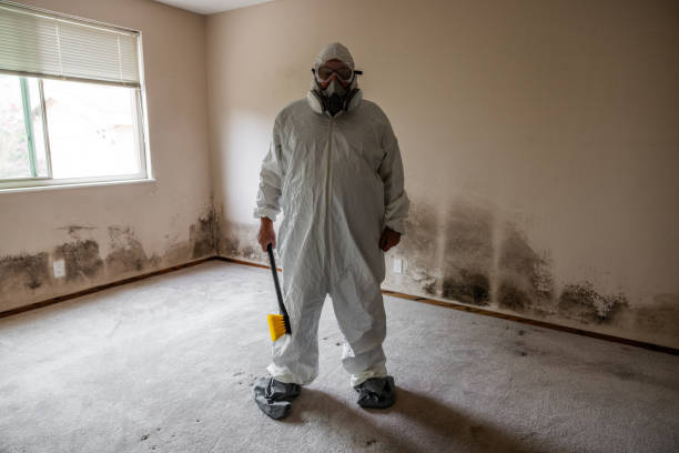 Best Post-Flood Mold Remediation in Inwood, NY
