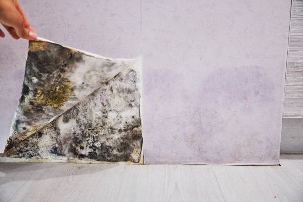 Inwood, NY Mold Remediation Company